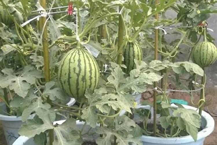 西瓜鸡蛋大小追什么肥