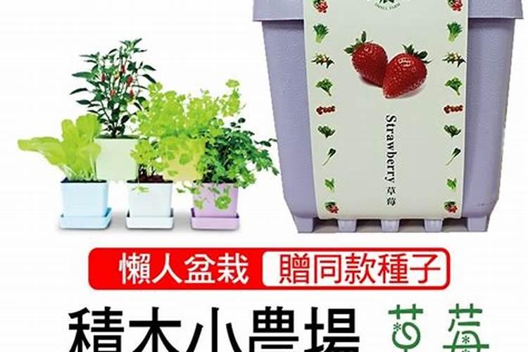 阴雨天气能不能给草莓喷洒叶面肥？