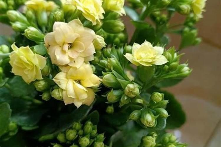 长寿花的3个“催花术”,呼呼开花100天,枝条满是大花球