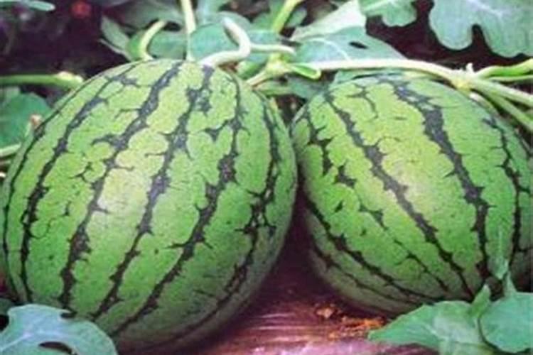 西瓜和豆角专用冲施肥哪家好价格如何
