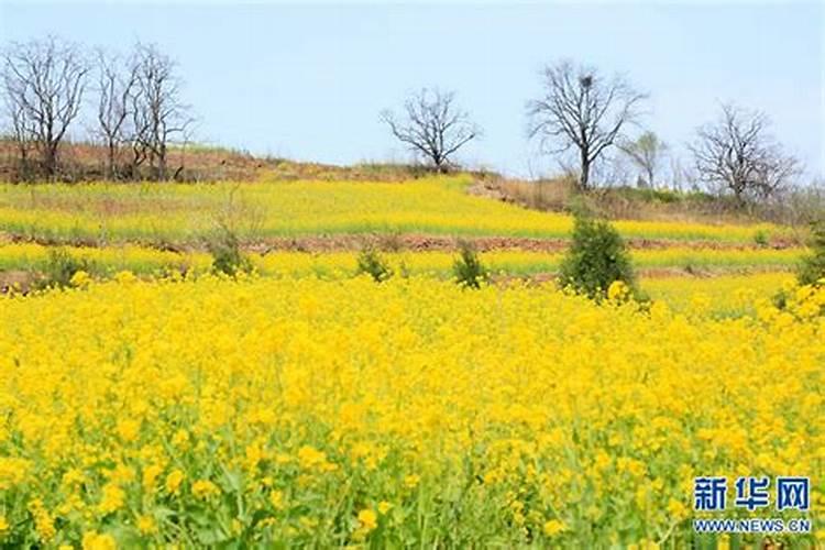 打油菜的颗粒包是什么