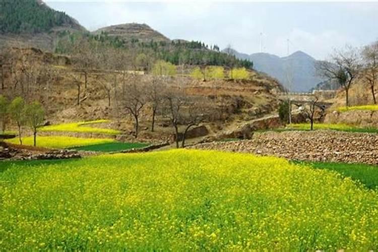 菜苔专用油菜肥料氮磷钾配比