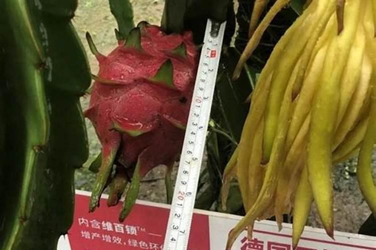 火龙果结果了要施肥吗 火龙果养殖技巧