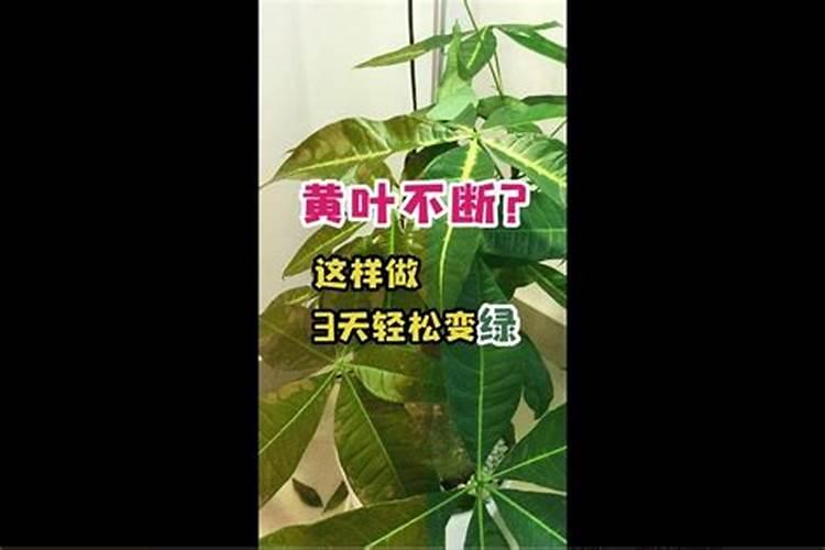 葱韭蒜干尖黄叶不要慌,掌握哪几个方法,叶片青绿长势旺？