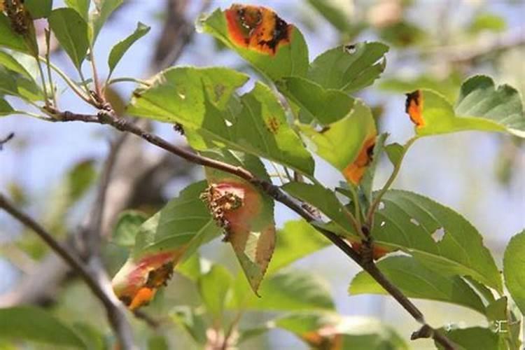 苹果树在使用石硫合0、2一0、5波美度一般在几月