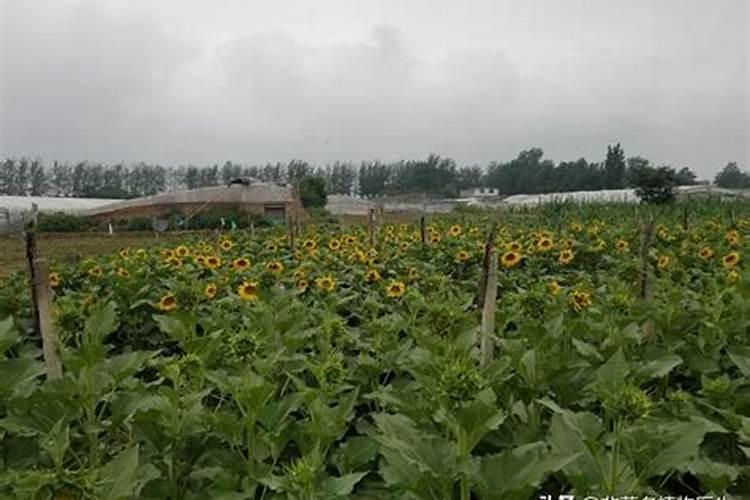 向日葵的施肥很重要,向日葵该怎样施肥？