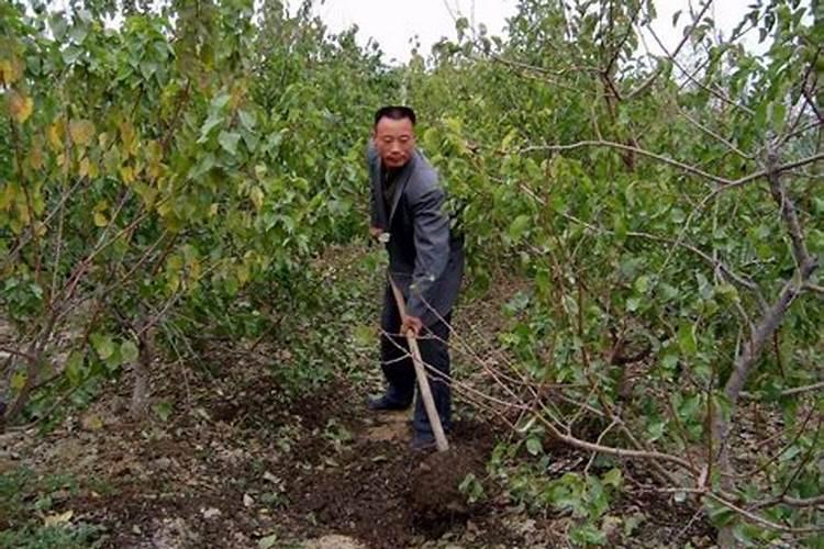 新栽果树什么时候施肥最好