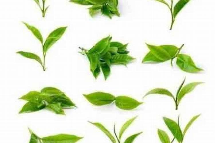 茶叶叶面肥催芽肥的正确使用