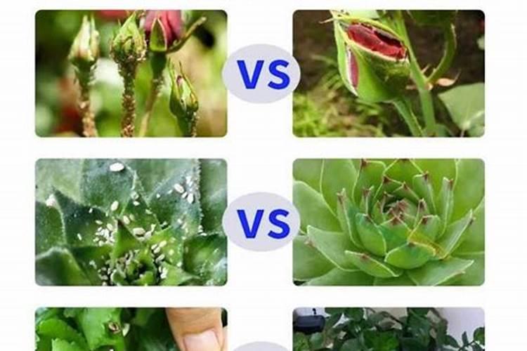 这个园艺防虫片埋土里药效那么久种的东西能吃吗？