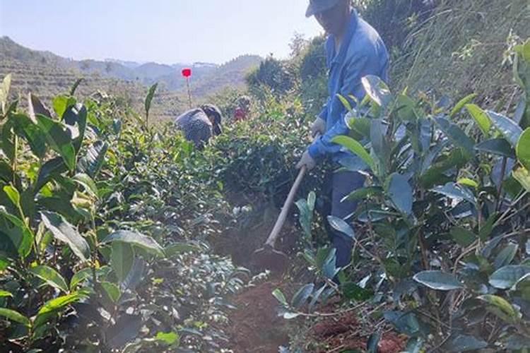 茶叶用什么肥料好