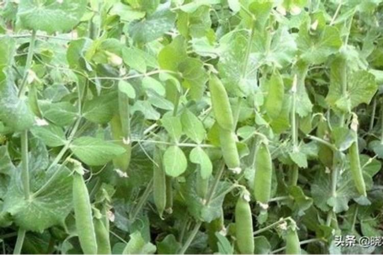 碗豆苗用什么肥料好