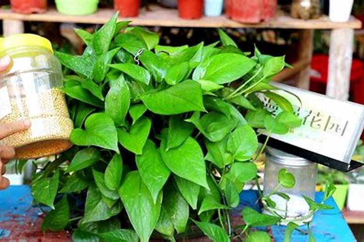 韭菜专用肥能给绿萝用吗？