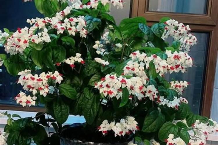 龙吐珠花怎么养