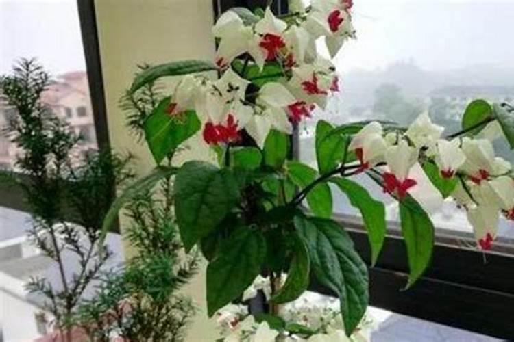 哪个可以指点一下龙吐珠不开花上什么肥？应该注意什么