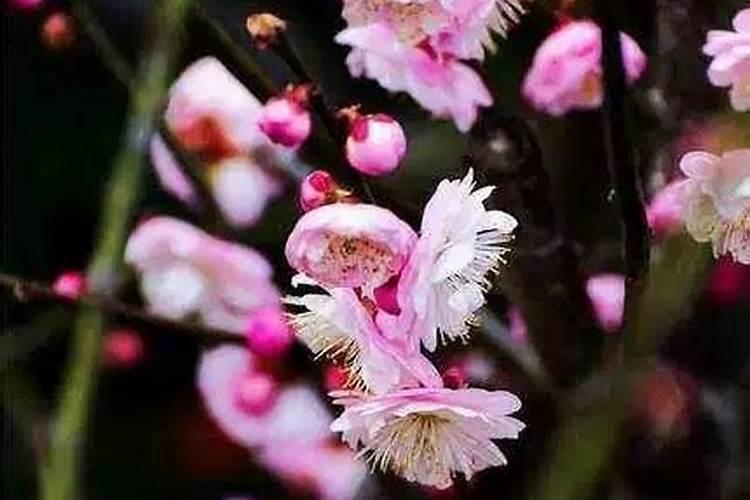 刚扦插三角梅什么时候施肥 刚扦插三角梅哪个时候施肥