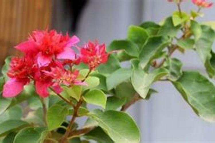 三叶梅的养殖方法和注意事项有哪些