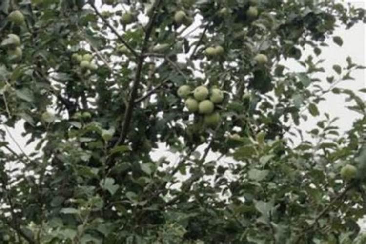 苹果树开花前施什么肥最好