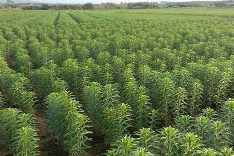 枣树施什么肥料最好