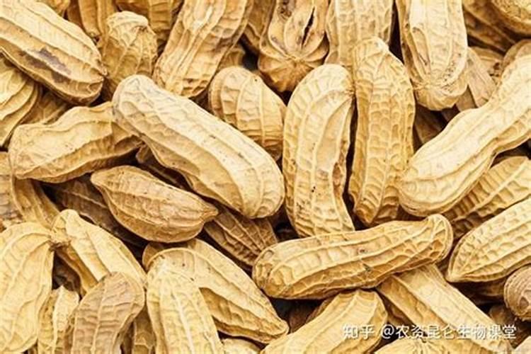 花生底肥用什么肥料好