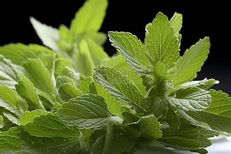 种植大白菜怎样施肥才产量高(种大白菜需要什么底肥)