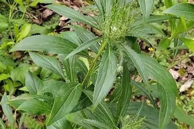 白术的种植技术与株距和行距