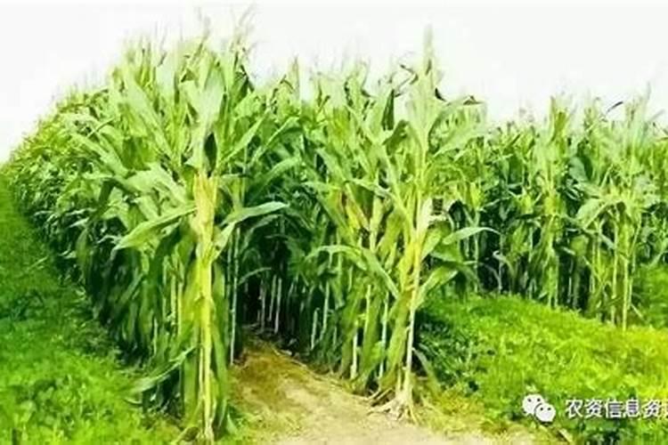种红薯用玉米专用肥行不行