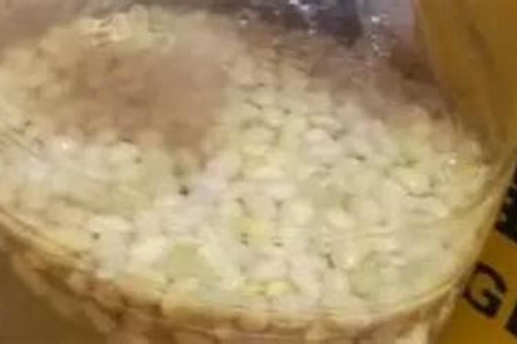 绿萝如何用黄豆水养护长势飞快