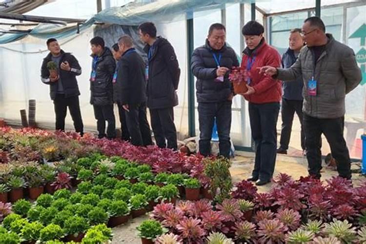 多肉植物用什么肥料比较好