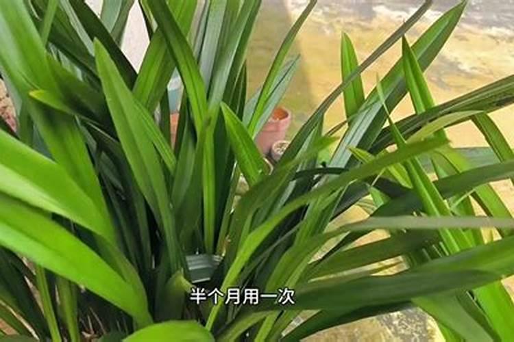 兰花用什么肥料最好