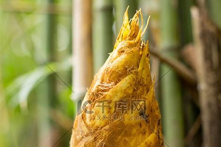 竹笋壳可以做肥料吗