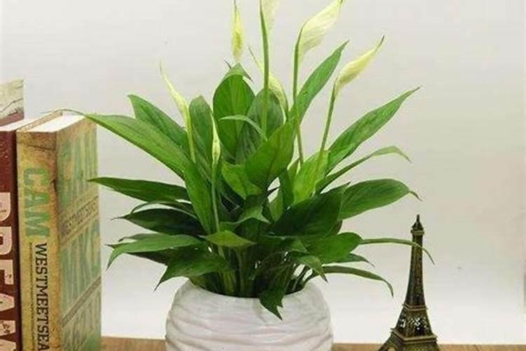 白掌喜欢什么肥料,根据植株需求施不同肥料