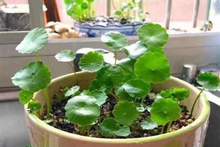 豆角结荚期怎样施肥