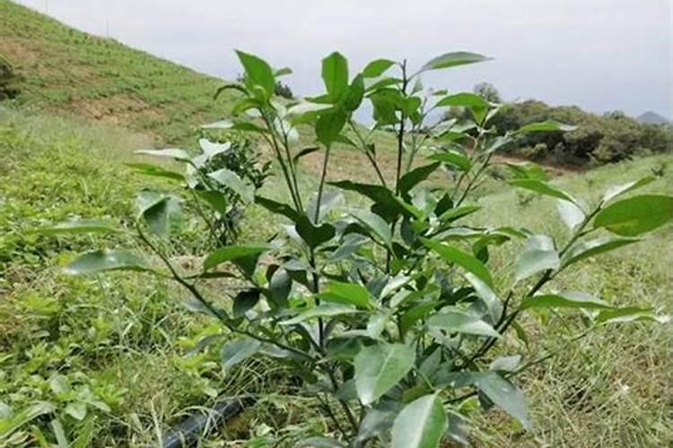 柑橘幼树根系发育不好用什么调节剂