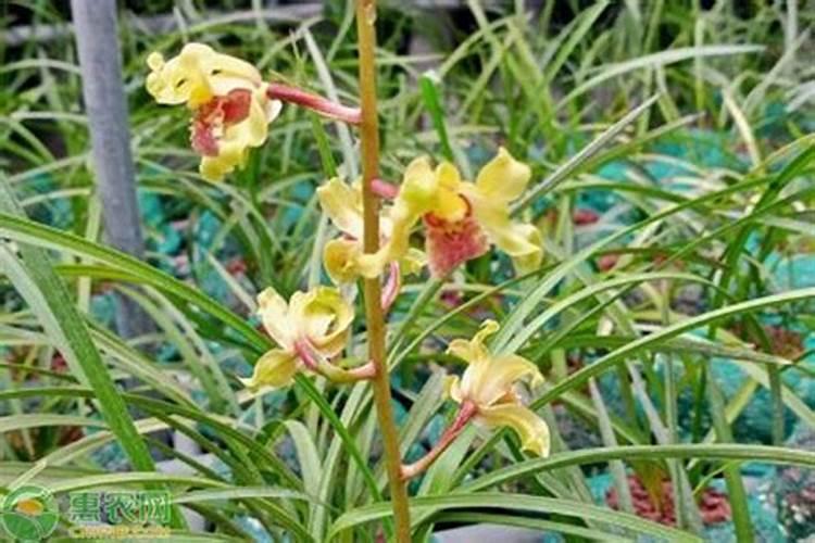兰花多久施叶面肥适宜 合适的兰花叶面肥施用时间是多久？
