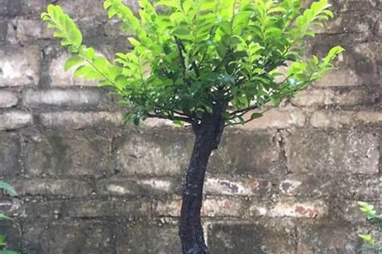 黑骨茶用什么肥料最好？