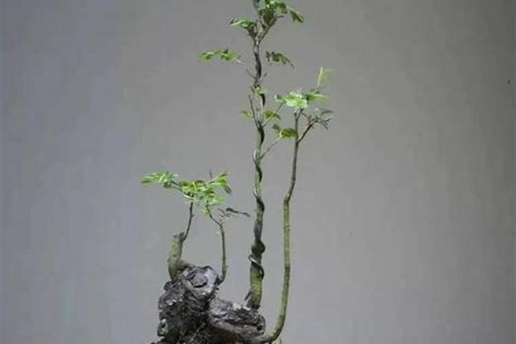 黑骨茶的养殖方法和注意事项