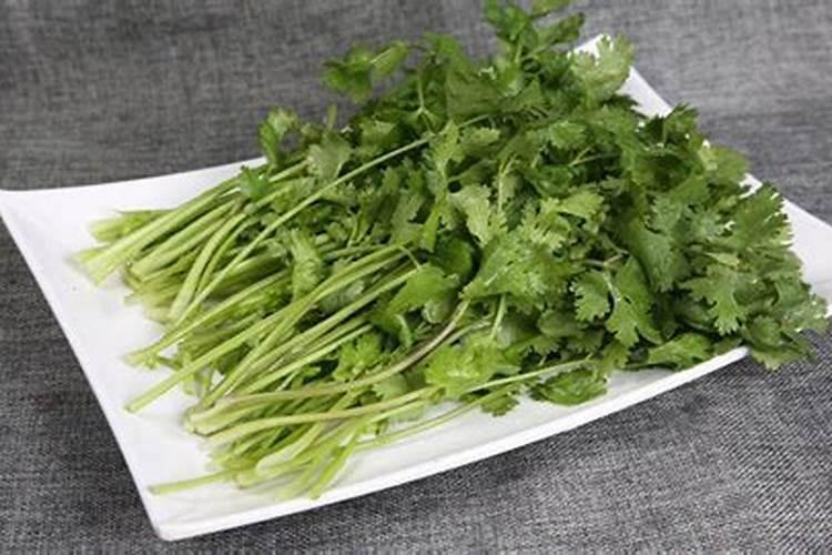 香菜怎么施肥,香菜施肥的方法