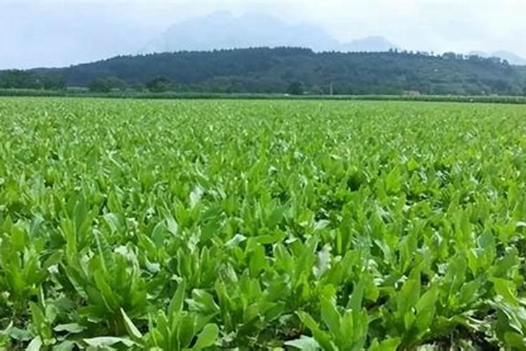 钾肥施用要注意什么