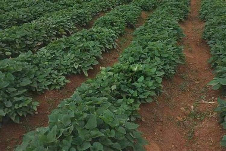 如何合理施用钾肥。