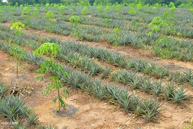 半夏种植怎么使用大量元素水溶肥