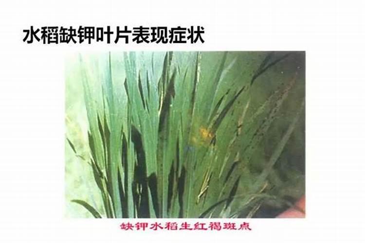 草缸宫廷叶子发黑了,是什么原因.缸钾肥