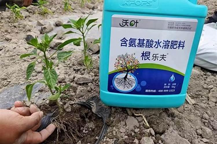 生根最快的肥料
