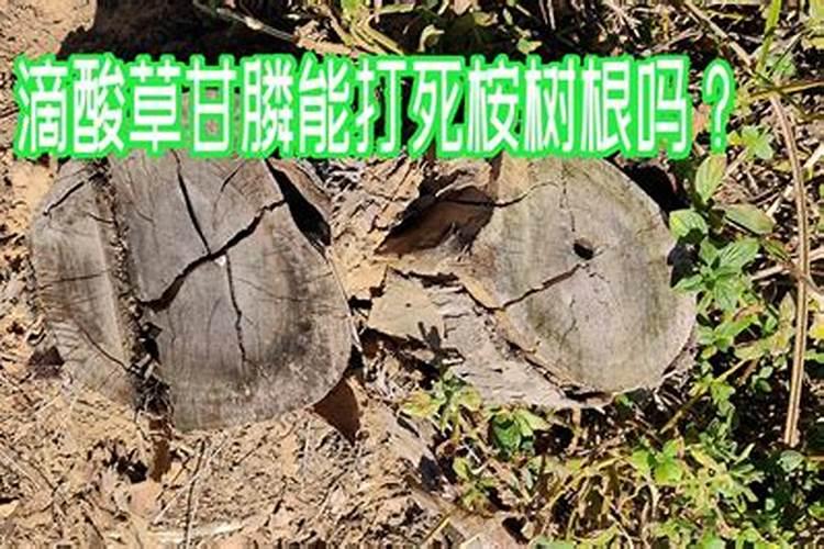 绣球花怎么养 绣球花有4个养护技巧,开出大花球,数量多颜色美,太好看了...