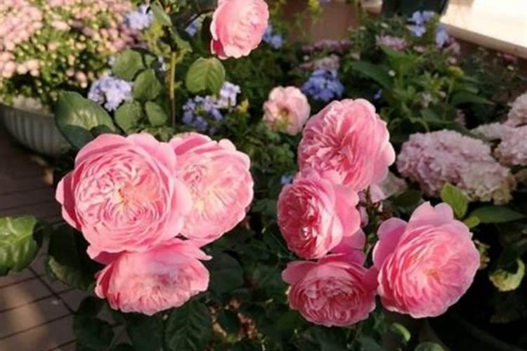 月季花如何追肥