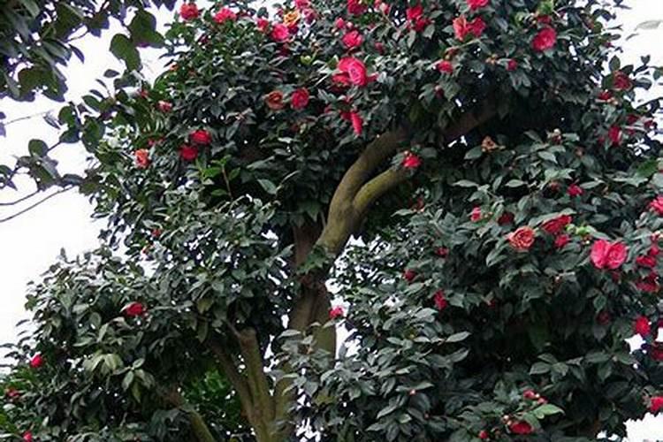 辣椒初花期每亩滴二公斤半高钾肥合适吗