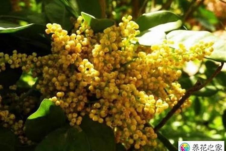 种花用什么肥料比较好