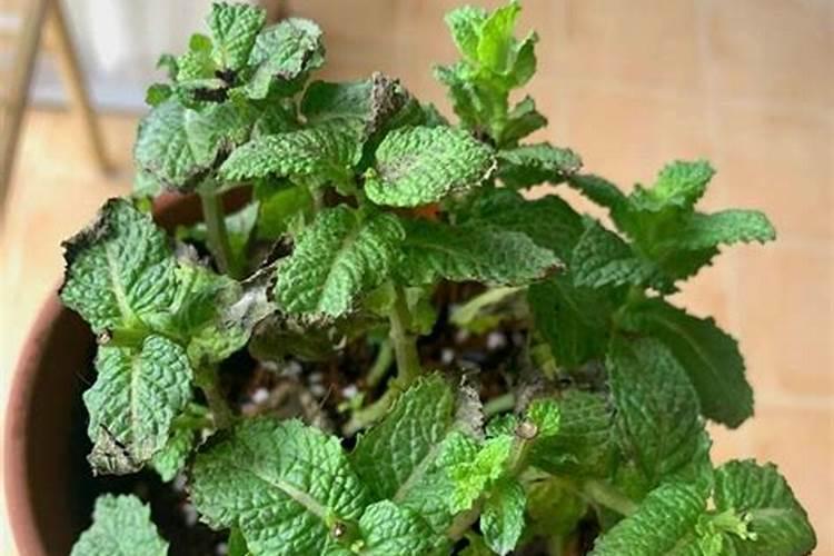 薄荷施什么肥,薄荷施肥时的两大注意
