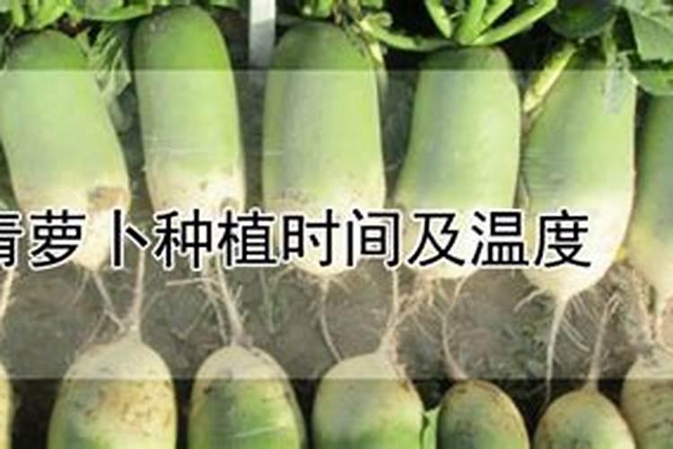如何让绿萝叶子更绿更茂盛？
