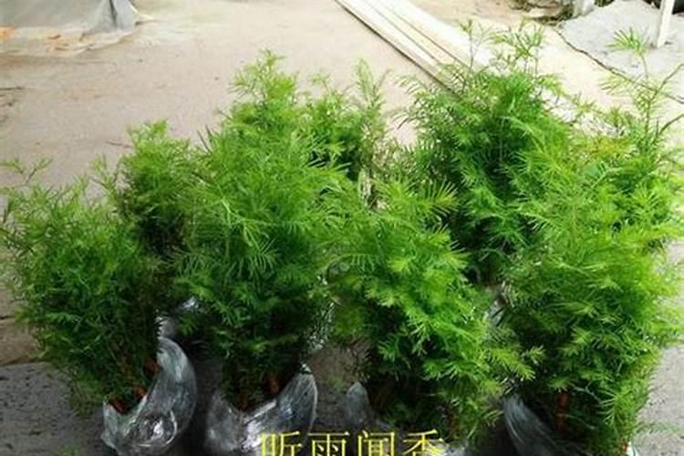 云杉树叶子变红枯萎落叶该怎么治？用什么农药？