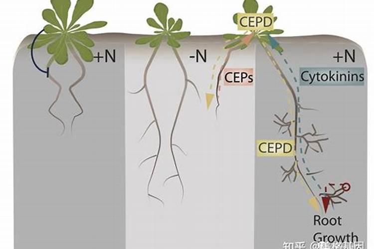 磷肥不溶于水怎样被植物吸收